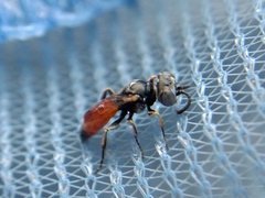 Miscophini