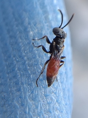Miscophini