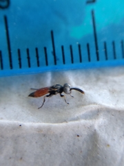 Miscophini