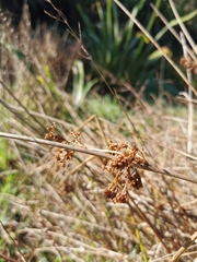 Juncus procerus