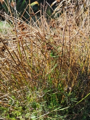Juncus procerus