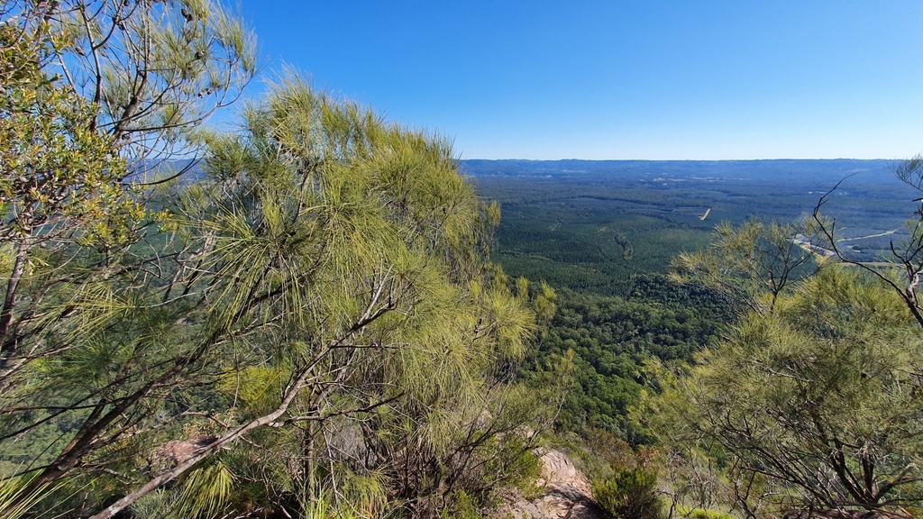 Allocasuarina filidens