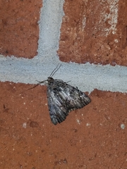 Catocala micronympha