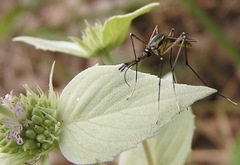 Toxorhynchites rutilus septentrionalis