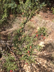 Condalia ericoides