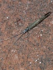 Leptocerus americanus