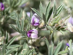 Astragalus kentrophyta