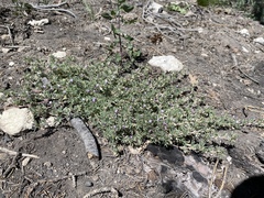 Astragalus kentrophyta