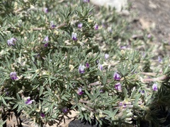 Astragalus kentrophyta