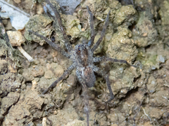 Pardosa sumatrana