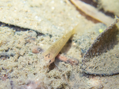 Oreonectes platycephalus