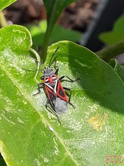 Anochrostomus formosus