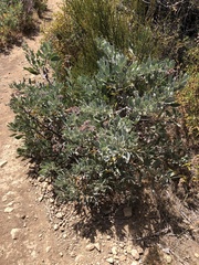 Eriodictyon traskiae smithii