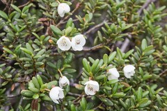 Eucryphia milliganii