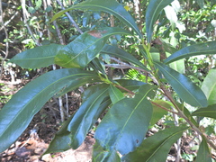 Planchonella chartacea