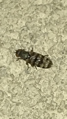 Pseudotephritina