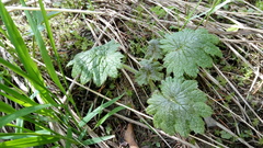 Primula matthioli