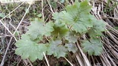 Primula matthioli