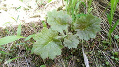 Primula matthioli