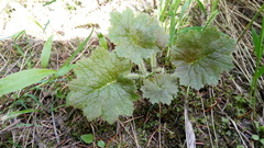 Primula matthioli