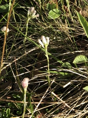 Antennaria dioica