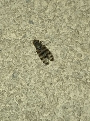 Pseudotephritina
