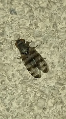 Pseudotephritina