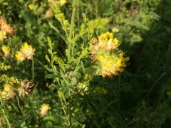 Anthyllis vulneraria