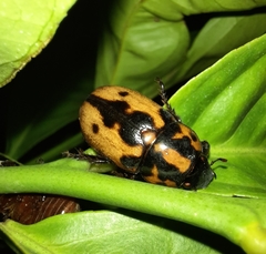 Cyclocephala deceptor