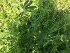 Anthyllis vulneraria
