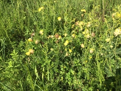 Anthyllis vulneraria