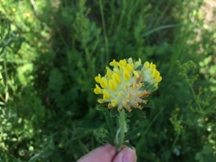 Anthyllis vulneraria