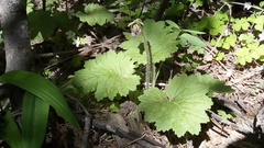 Primula matthioli
