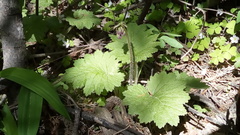 Primula matthioli