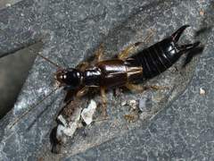 Euborellia cincticollis