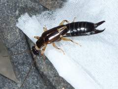 Euborellia cincticollis