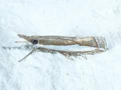 Crambus quinquareatus