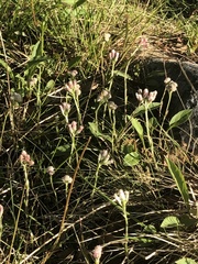 Antennaria dioica