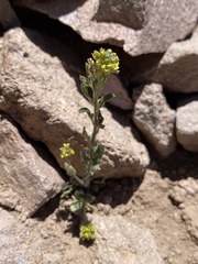 Draba aurea