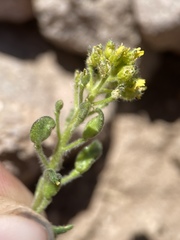 Draba aurea
