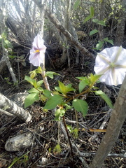 Lycianthes moziniana