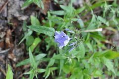 Phlox divaricata laphamii