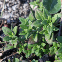 Opercularia hispida