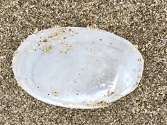 Periploma planiusculum