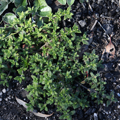 Opercularia hispida