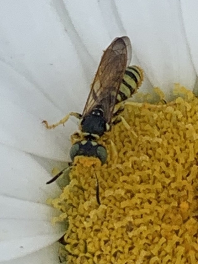 Philanthus crabroniformis