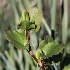 Muehlenbeckia rhyticarya