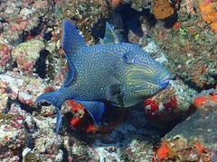 Pseudobalistes fuscus