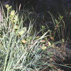 Muehlenbeckia rhyticarya