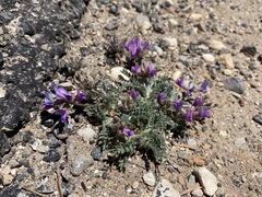 Oxytropis oreophila